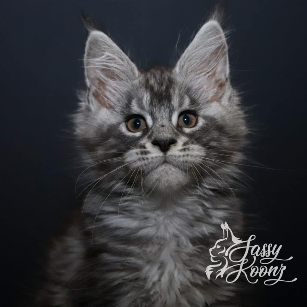 maine-coon-black-silver-tabby-spencer-11-weeks-old ⋆ Sassy Koonz Maine Coon Cattery maine con black silver tabby spencer 11 weeks old