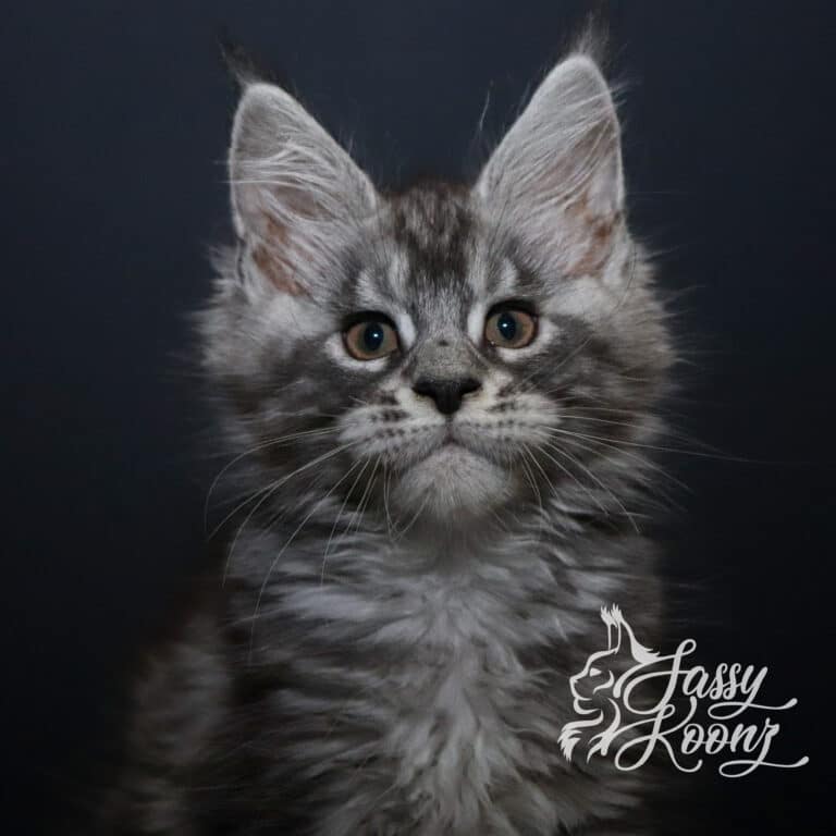 maine con black silver tabby spencer 11 weeks old