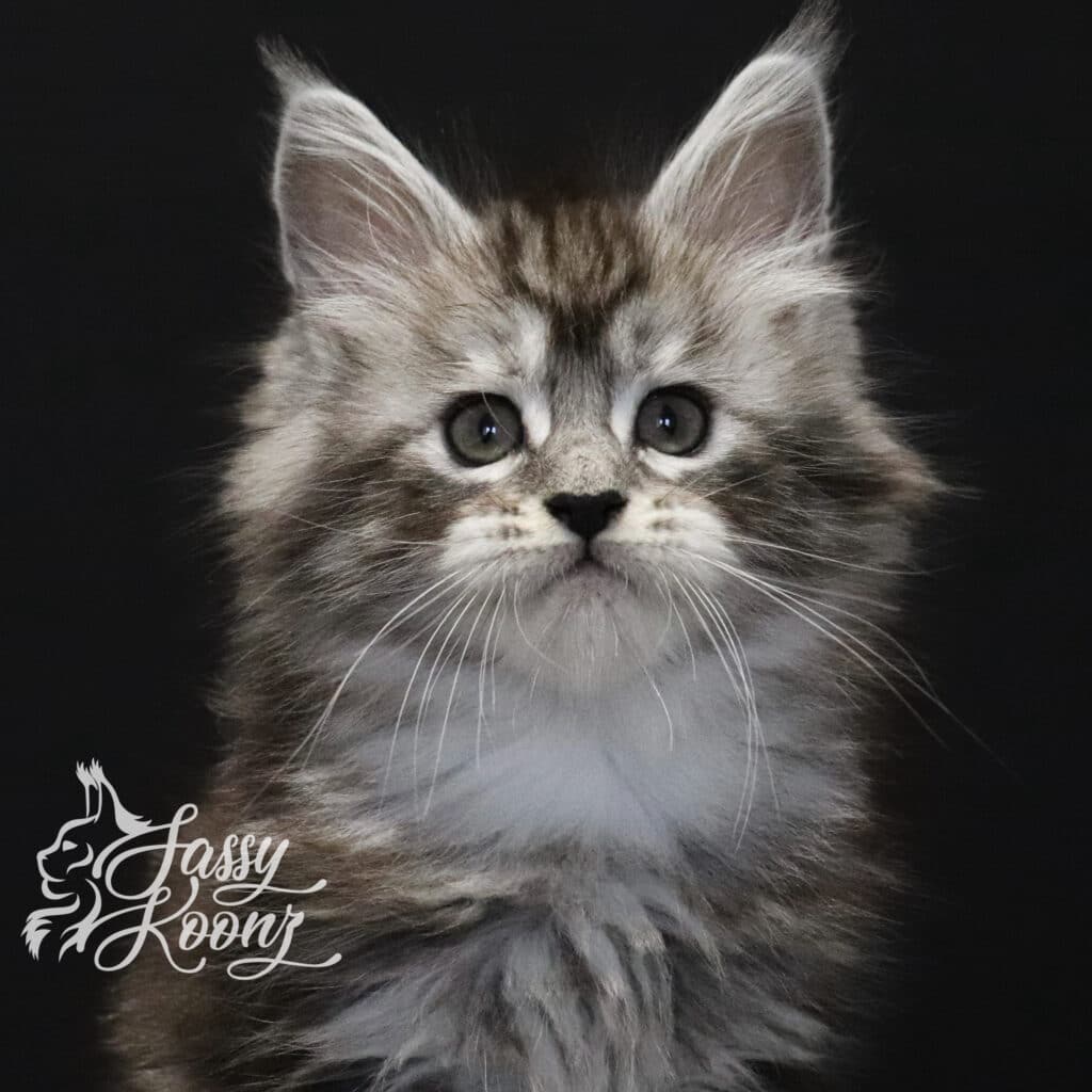maine-coon-cat-black-silver-tabby-slay-7-weeks ⋆ Sassy Koonz Maine Coon Cattery maine coon cat black silver tabby slay 7 weeks old