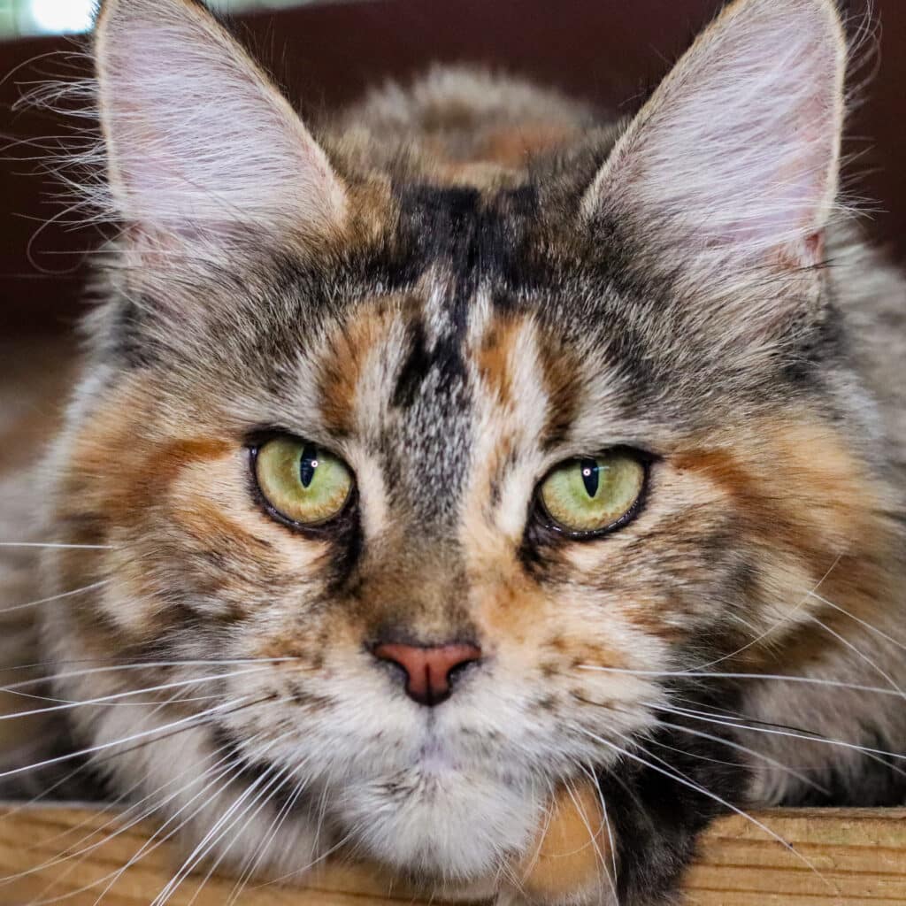 maine-coon-cat-close-up-sassy-koonz-chaos ⋆ Sassy Koonz Maine Coon Cattery maine coon cat close up sassy koonz chaos