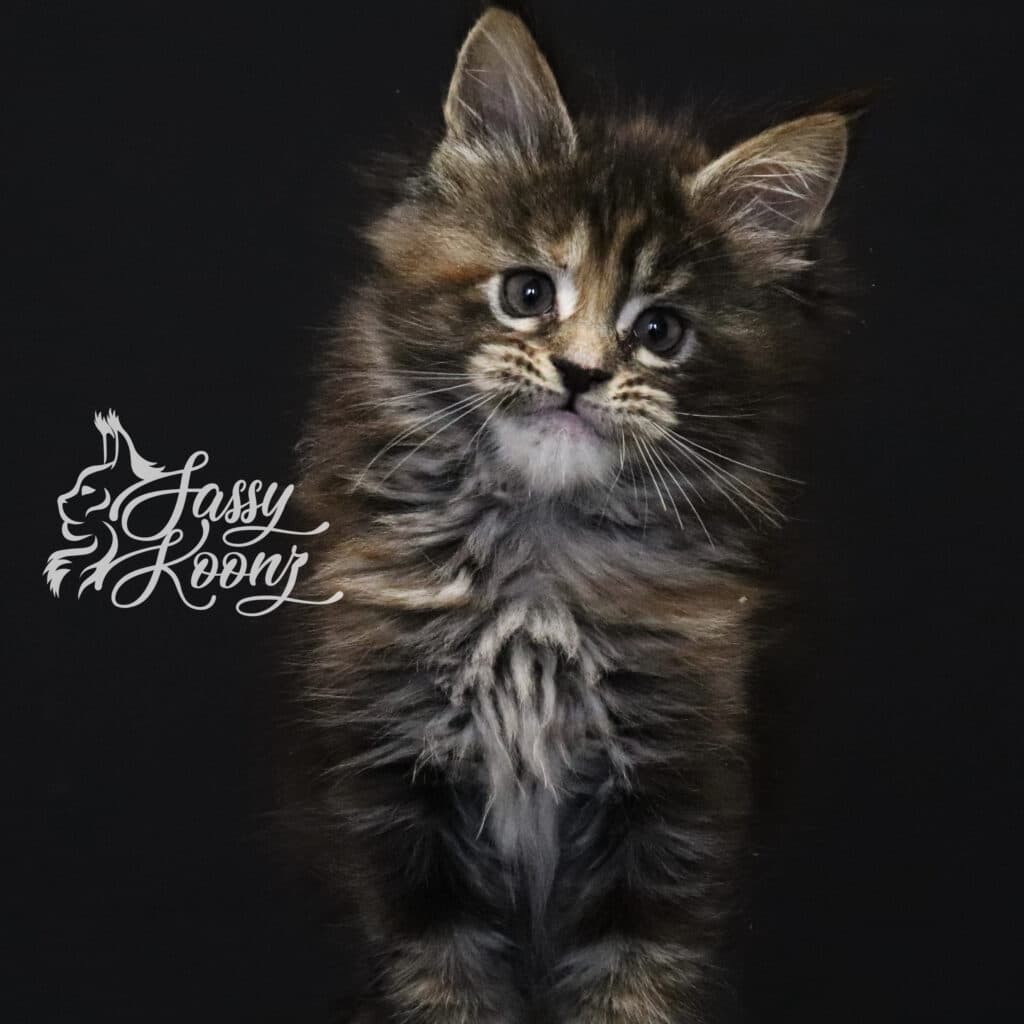maine-coon-cat-for-sale-girl-art-7-weeks ⋆ Sassy Koonz Maine Coon Cattery maine coon cat for sale girl art 7 weeks