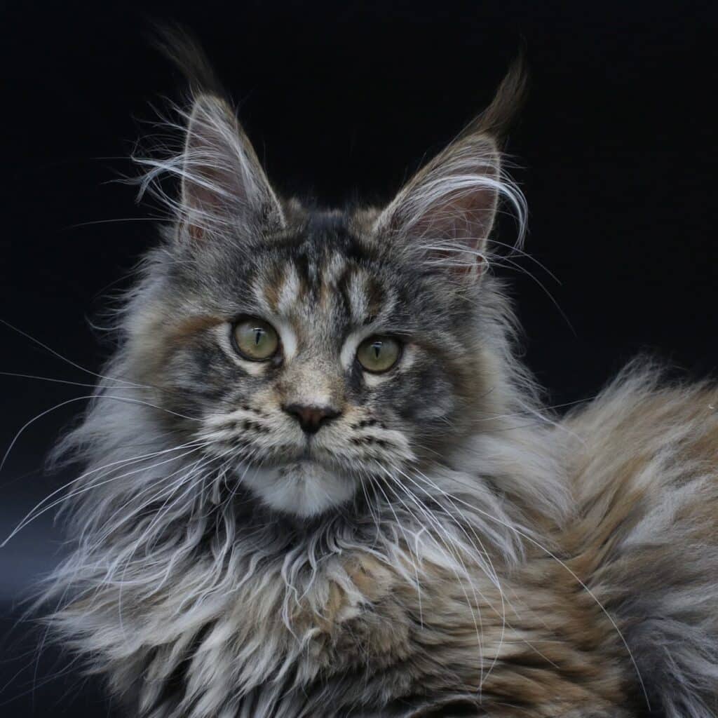 maine-coon-cats-florida-arti-5-months ⋆ Sassy Koonz Maine Coon Cattery maine coon cats florida arti 5 months old