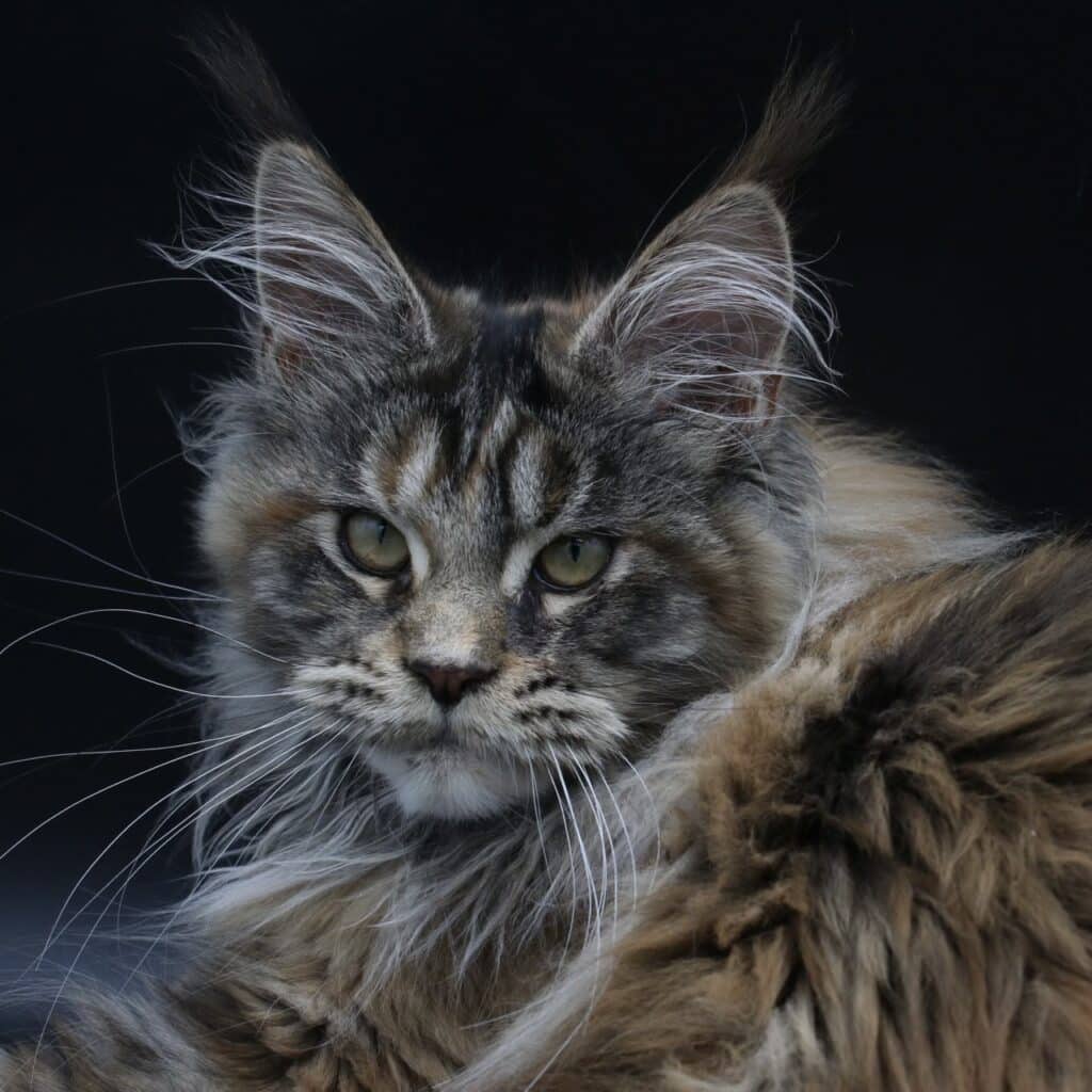 maine-coon-cats-for-adoption-florida-arti ⋆ Sassy Koonz Maine Coon Cattery maine con cats for adoption florida arti