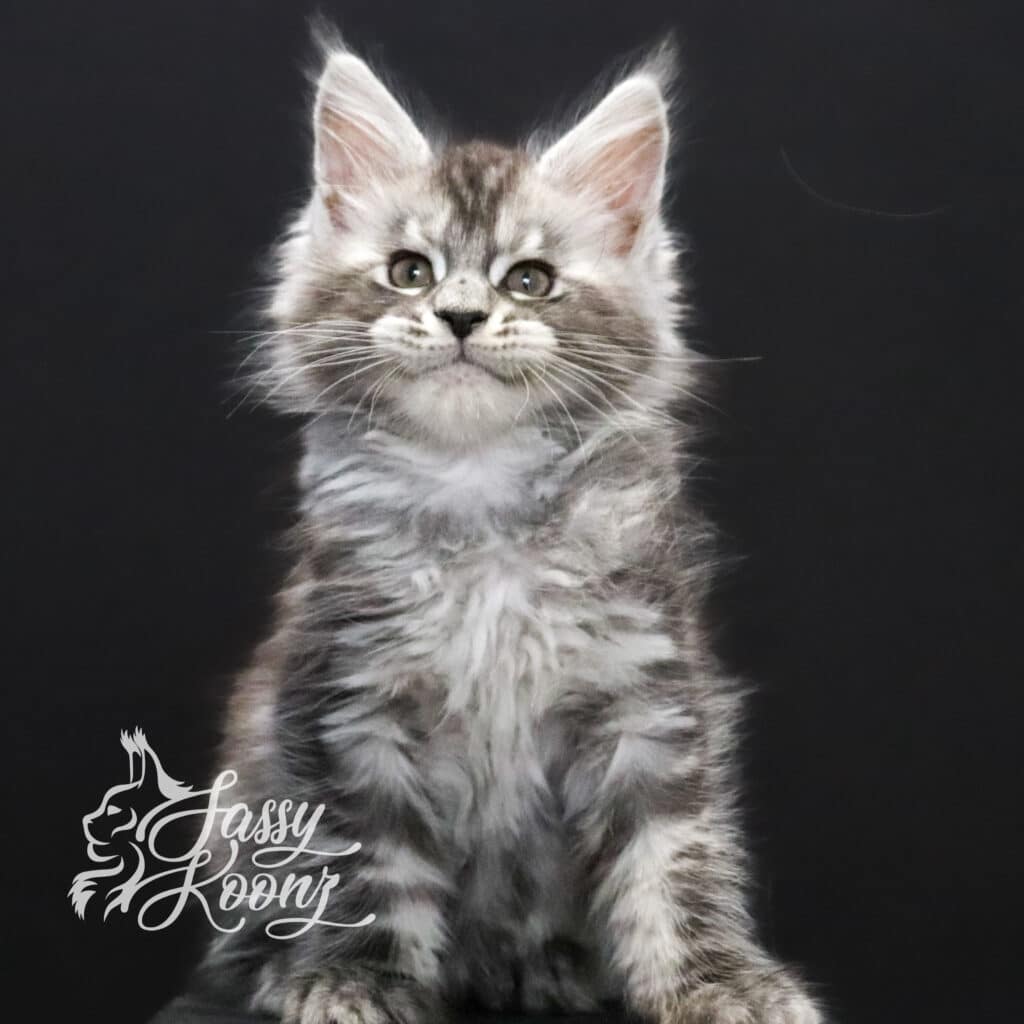 maine-coon-florida-spencer-9-weeks-old ⋆ Sassy Koonz Maine Coon Cattery maine coon florida spencer 9 weeks old