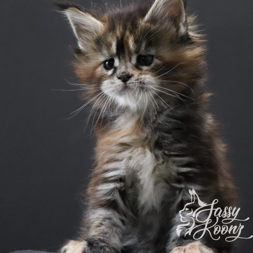 maine-coon-girl-torbie-chaos ⋆ Sassy Koonz Maine Coon Cattery maine-coon-kittens-for-sale-chaos-torbie-girl-5