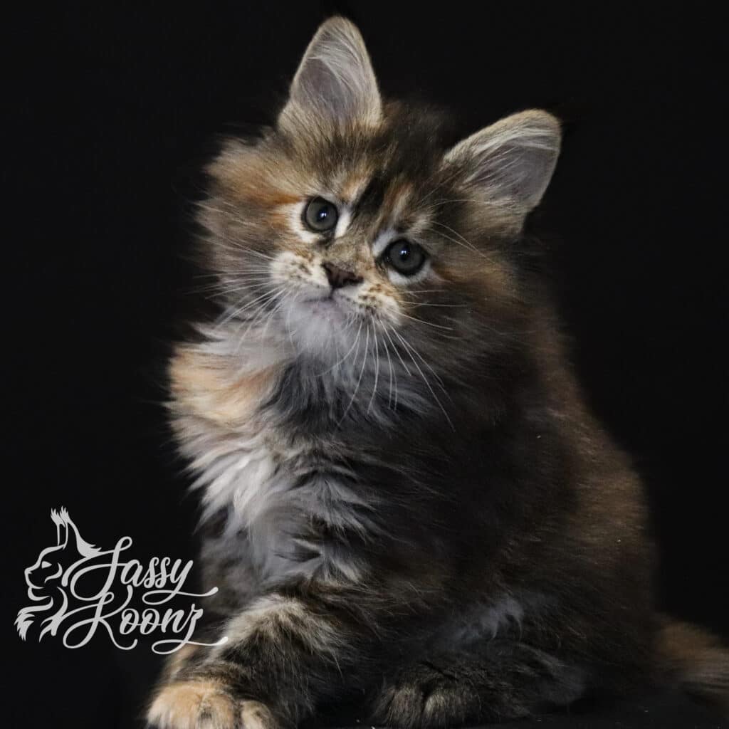 maine-coon-kitten-chaos-7-weeks-old ⋆ Sassy Koonz Maine Coon Cattery maine coon kitten chaos 7 weeks old