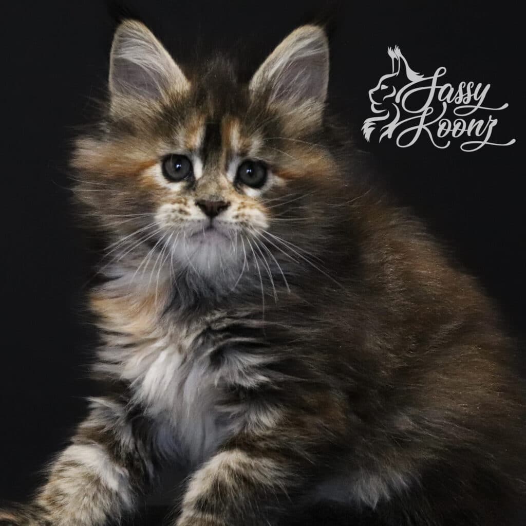 maine-coon-kitten-for-sale-kentucky-chaos ⋆ Sassy Koonz Maine Coon Cattery maine coon kitten for sale kentucky chaos 7 weeks old