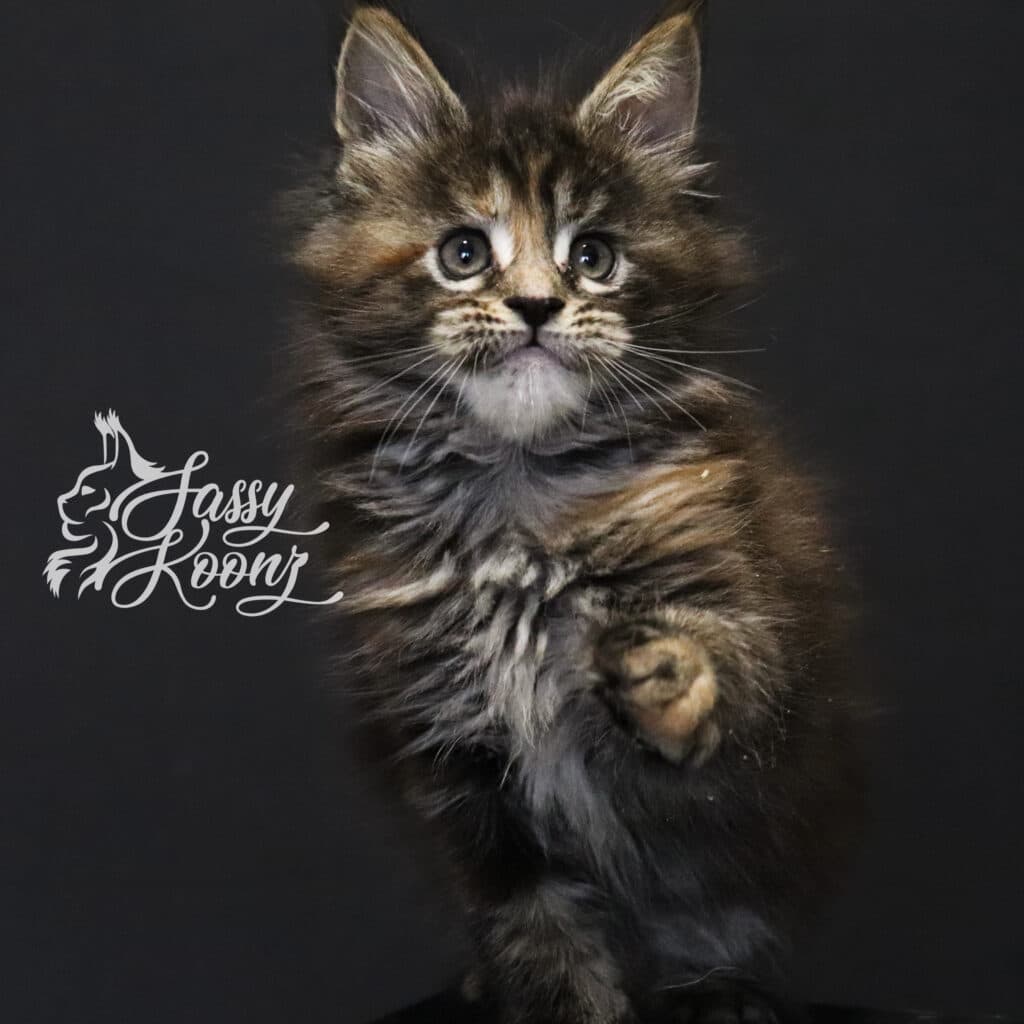 maine-coon-kitten-for-sale-work-of-art-7-weeks ⋆ Sassy Koonz Maine Coon Cattery maine coon kitten for sale work of art 7 weeks