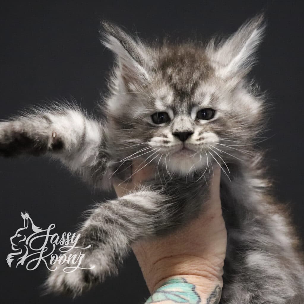 maine-coon-kitten-spencer-7-weeks-old ⋆ Sassy Koonz Maine Coon Cattery maine coon kitten spencer 7 weeks old