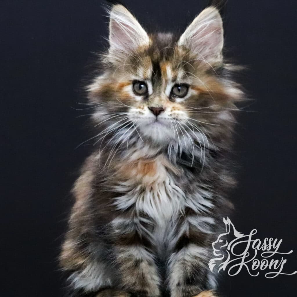 maine-coon-kitten-torbie-chaos-9-weeks ⋆ Sassy Koonz Maine Coon Cattery maine coon kitten torbie chaos 9 weeks old