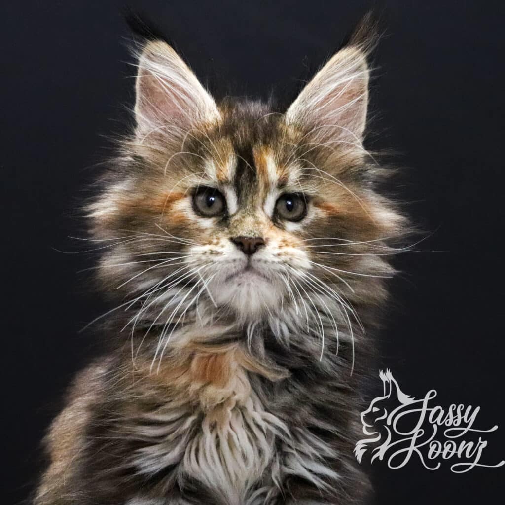 maine-coon-kittens-for-sale-chaos-9-weeks-old ⋆ Sassy Koonz Maine Coon Cattery maine coon kittens for sale chaos 9 weeks old
