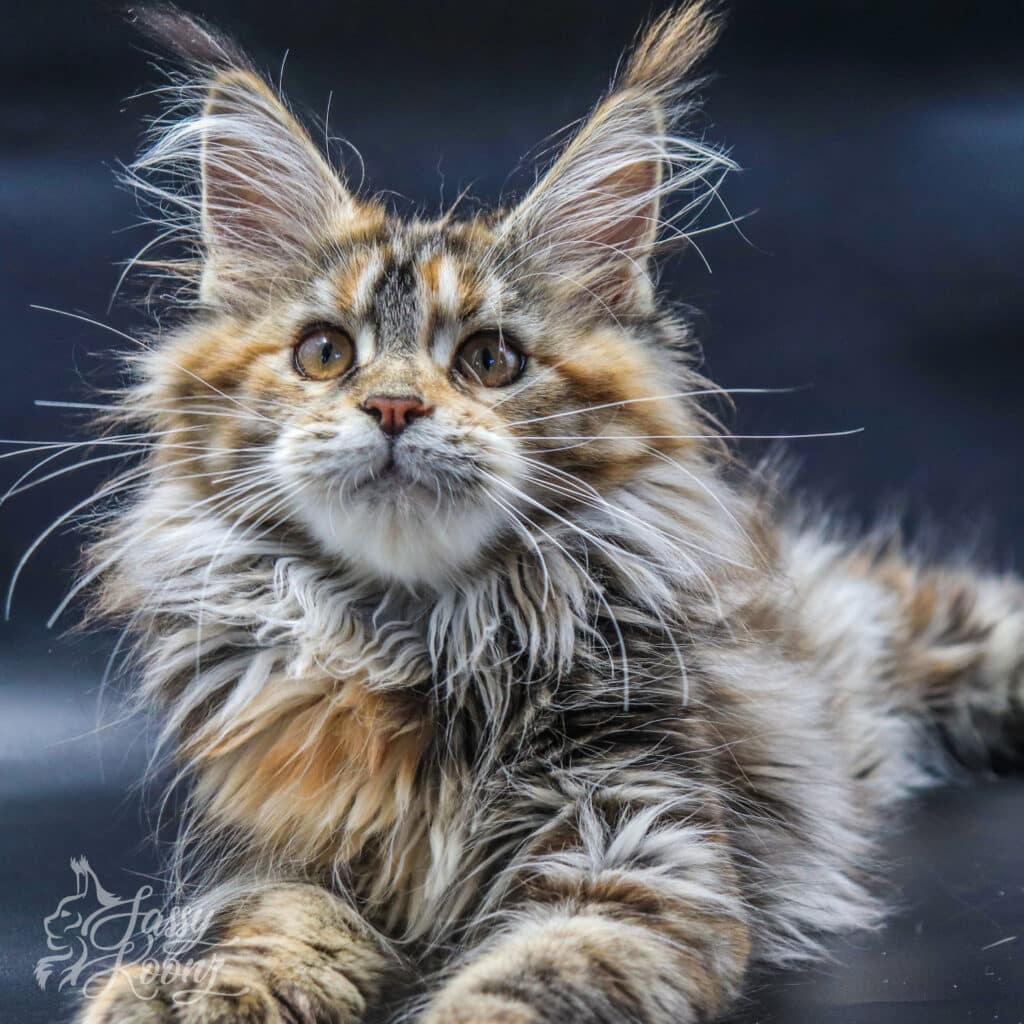 maine-coon-kittens-girl-for-sale-torbie-chaos-3-months-old ⋆ Sassy Koonz Maine Coon Cattery maine coon kittens girl for sale torbie chaos 3 months old