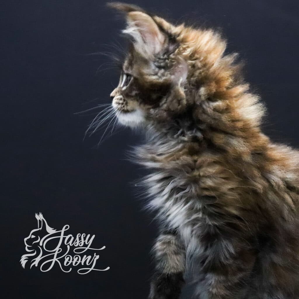 maine-coon-profile-artie-9-weeks-old ⋆ Sassy Koonz Maine Coon Cattery maine coon profile artie 9 weeks Old