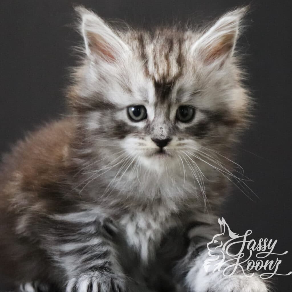 maine-coon-silver-kitten-5-weeks-slay ⋆ Sassy Koonz Maine Coon Cattery maine-coon-kittens-for-sale-silver-slay-5-weeks