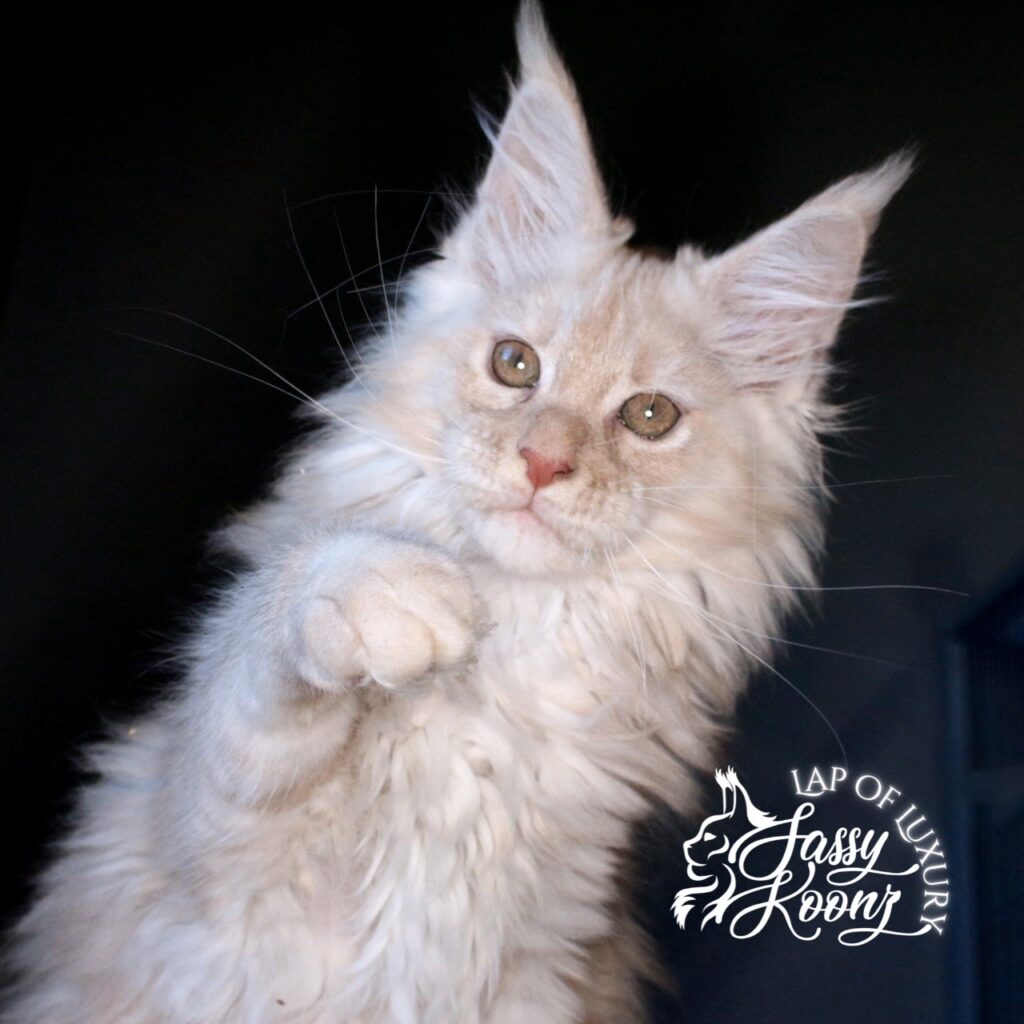 miss nectarine 11 week old cream smoke maine coon kitten ⋆ Sassy Koonz Maine Coon Cattery miss nectarine 11 week old cream smoke maine coon kitten