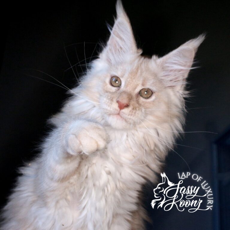 miss nectarine 11 week old cream smoke maine coon kitten