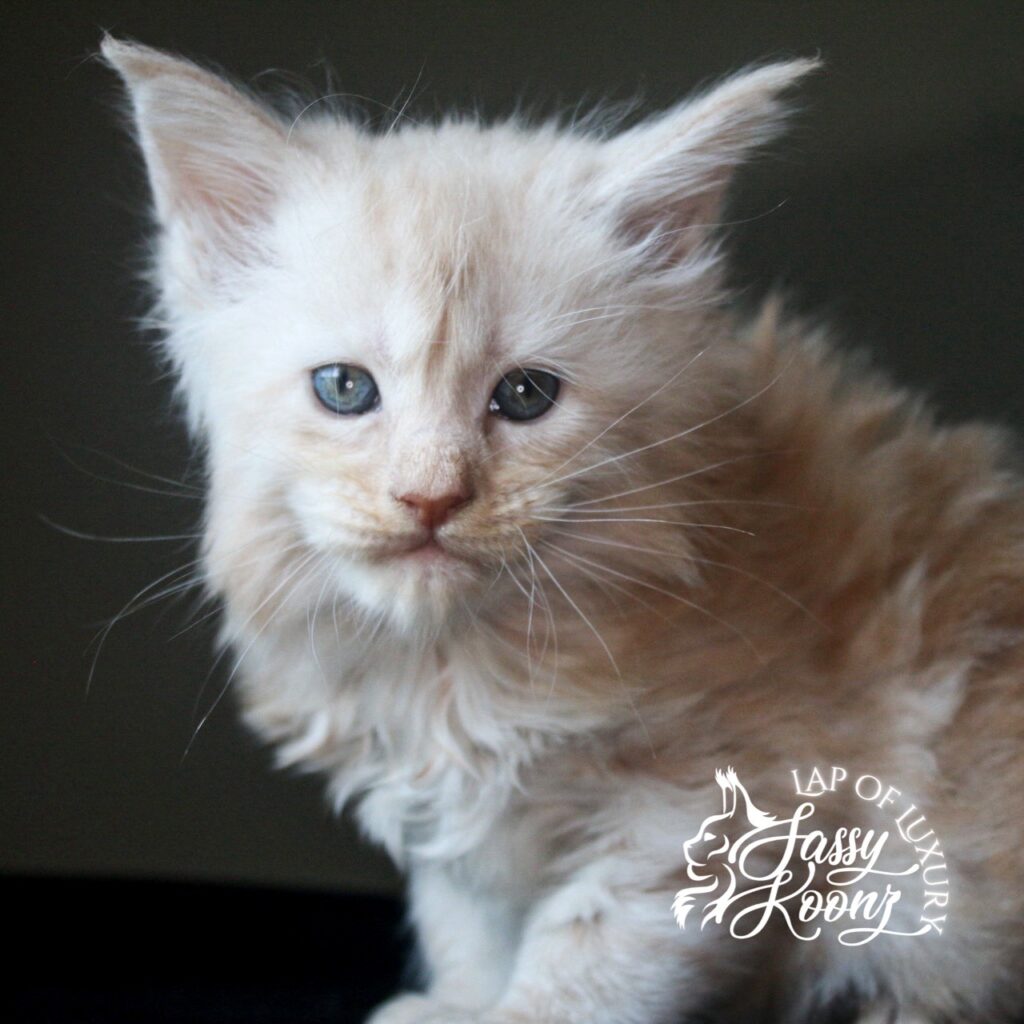 miss nectarine 5 weeks old maine coon kitten cream smoke ⋆ Sassy Koonz Maine Coon Cattery miss nectarine 5 weeks old maine coon kitten cream smoke