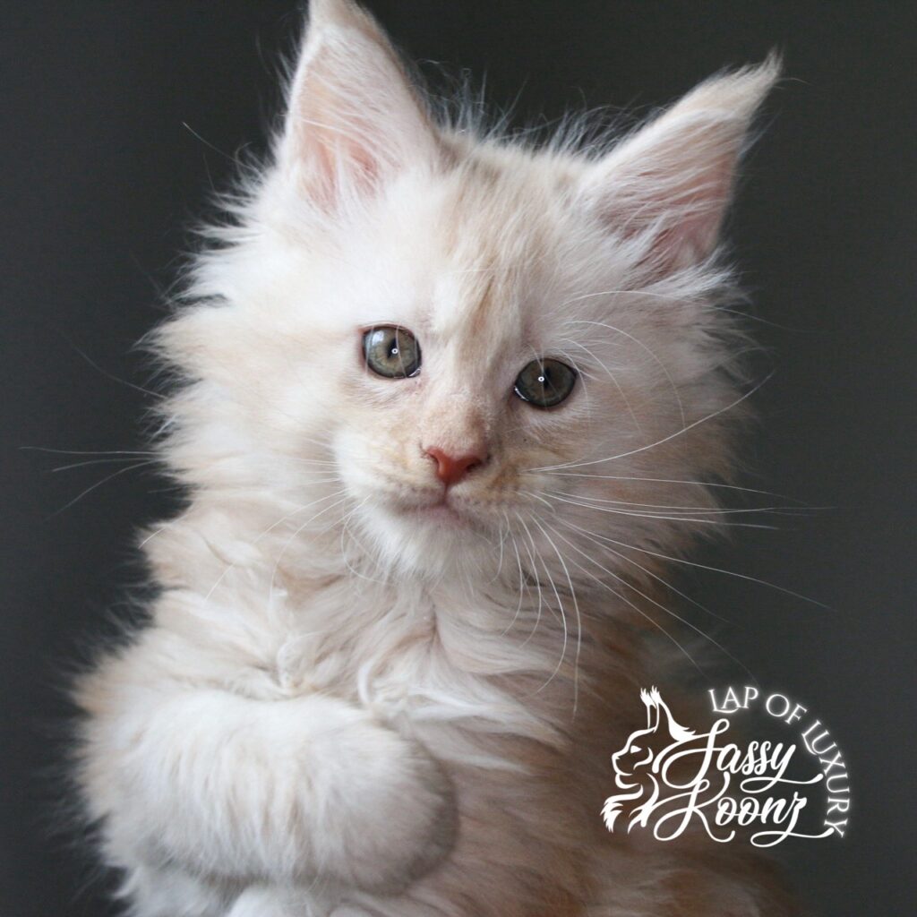 miss nectarine 7 weeks old cream maine coon kitten ⋆ Sassy Koonz Maine Coon Cattery miss nectarine 7 weeks old cream maine coon kitten