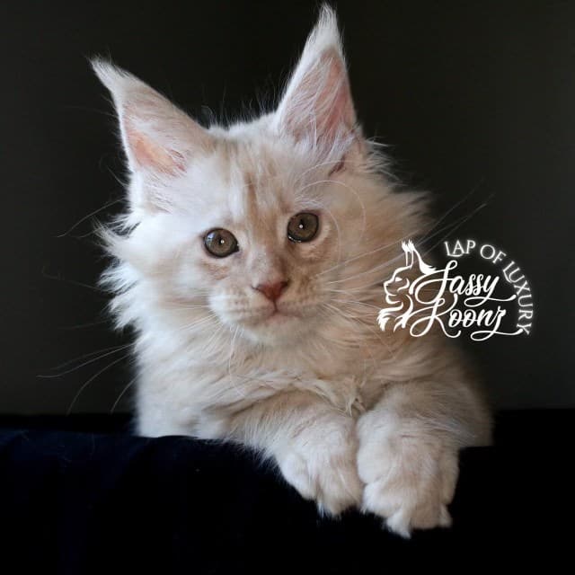miss nectarine 9 weeks old cream maine coon kitten ⋆ Sassy Koonz Maine Coon Cattery miss nectarine 9 weeks old cream maine coon kitten
