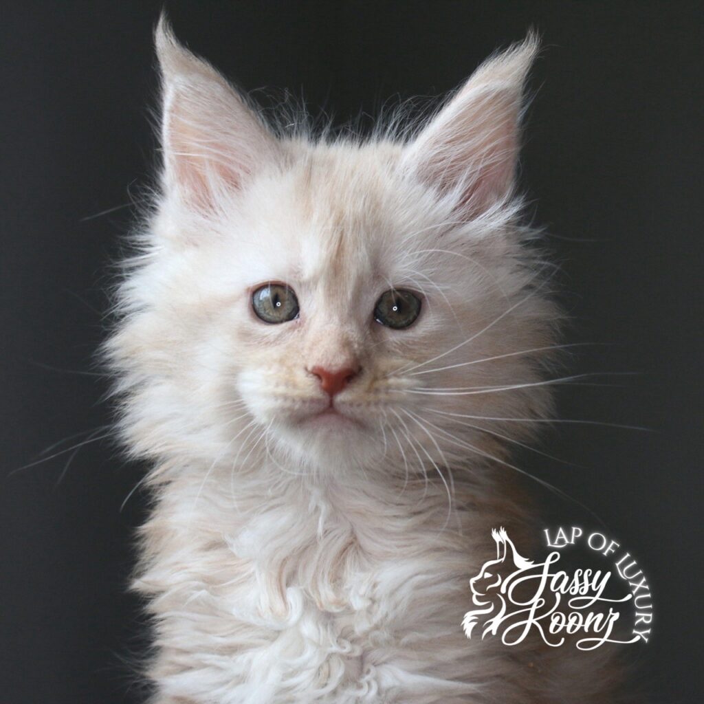 miss nectarine cream 7 week old maine coon ⋆ Sassy Koonz Maine Coon Cattery miss nectarine cream 7 week old maine coon