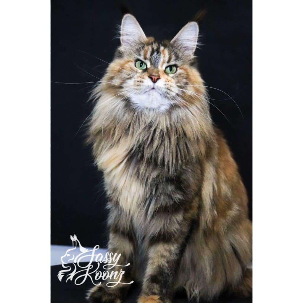 sassy-koonz-cat-chaos-18-months-old ⋆ Sassy Koonz Maine Coon Cattery sassy koonz cat Chaos 18 months old full body shot
