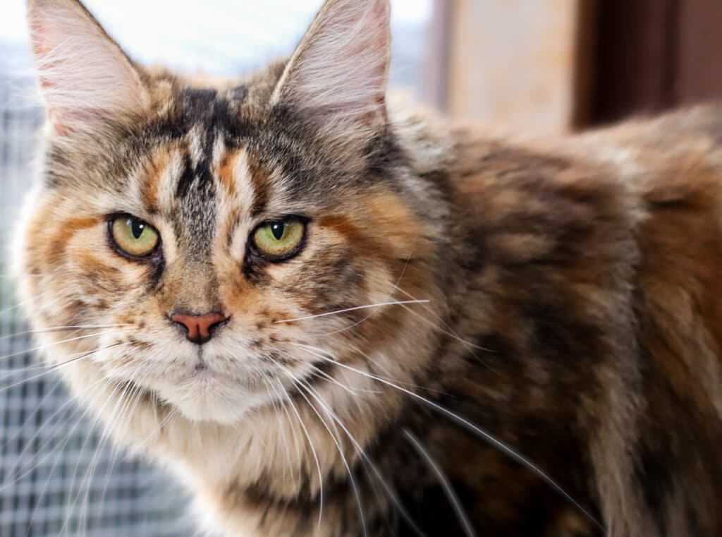 sassy-koonz-chaos-maine-coon-queen ⋆ Sassy Koonz Maine Coon Cattery sassy koonz chaos maine coon queen in training