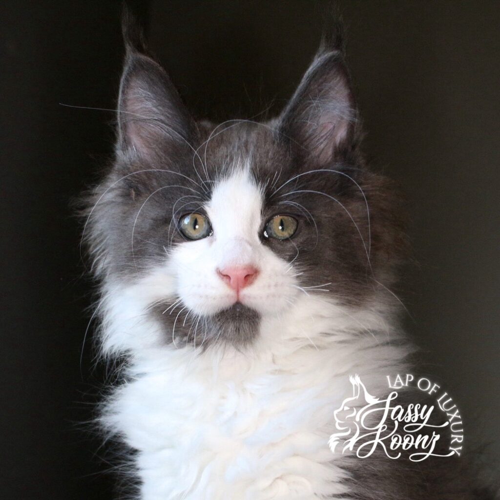 shibuya 11 week old blue and white maine coon kitten ⋆ Sassy Koonz Maine Coon Cattery shibuya 11 week old blue and white maine coon kitten