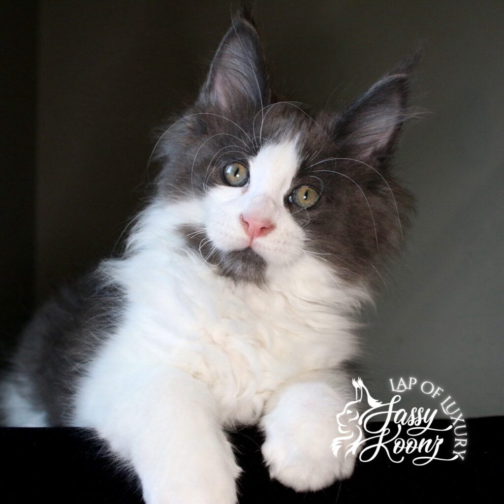shibuya 11 week old maine coon kitten blue and whit4e ⋆ Sassy Koonz Maine Coon Cattery shibuya 11 week old maine coon kitten blue and whit4e