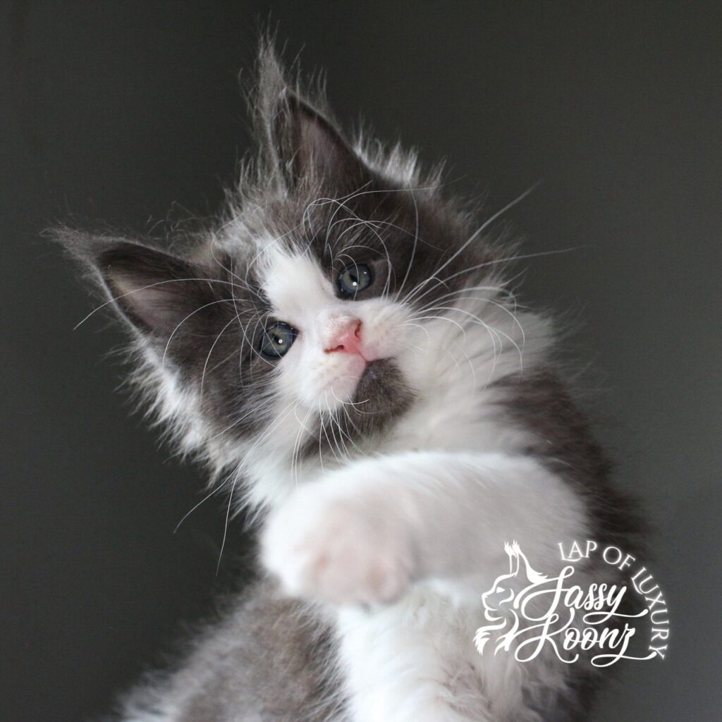 shibuya 7 weeks old blue and white maine coon kitten ⋆ Sassy Koonz Maine Coon Cattery shibuya 7 weeks old blue and white maine coon kitten