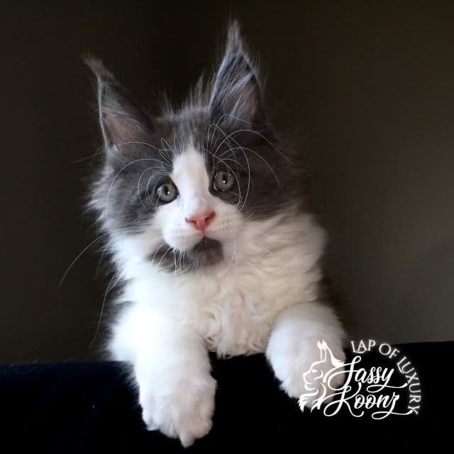 shibuya 9 week old blue and white maine coon kitten ⋆ Sassy Koonz Maine Coon Cattery shibuya 9 week old blue and white maine coon kitten