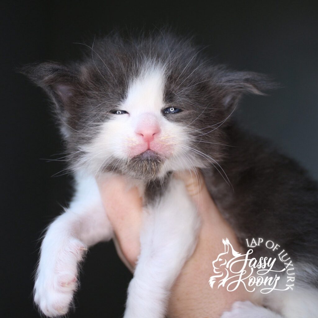 shibuya blue and white 3 week old maine coon kitten ⋆ Sassy Koonz Maine Coon Cattery shibuya blue and white 3 week old maine coon kitten
