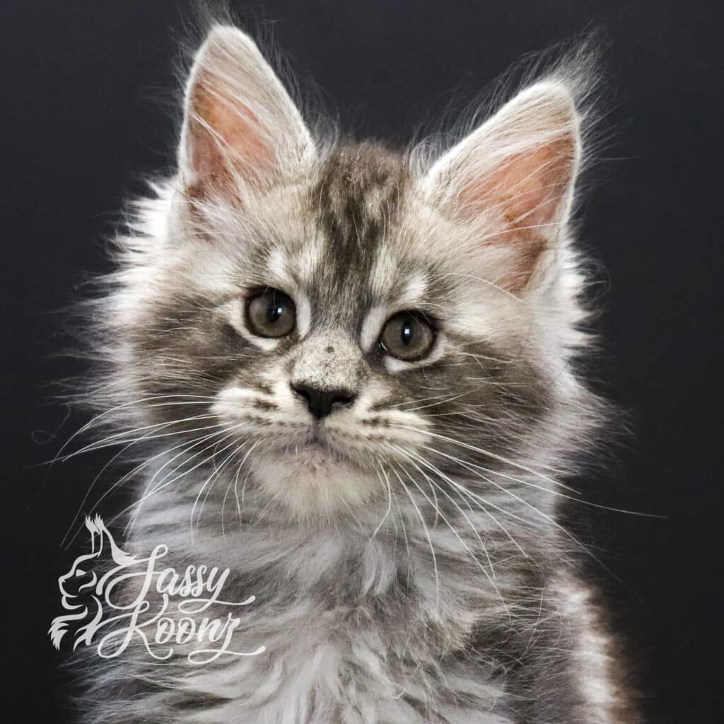 silver-boy-maine-coon-spencer-9-weeks-old ⋆ Sassy Koonz Maine Coon Cattery maine coon kitten spencer is on tiktok with black nose dot