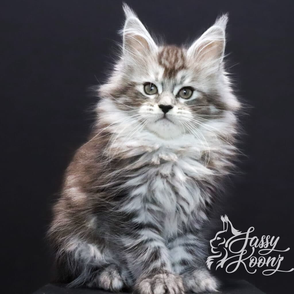 silver-coonie-slay-9-weeks-old-kitten ⋆ Sassy Koonz Maine Coon Cattery silver coonie slay 9 weeks old kitten