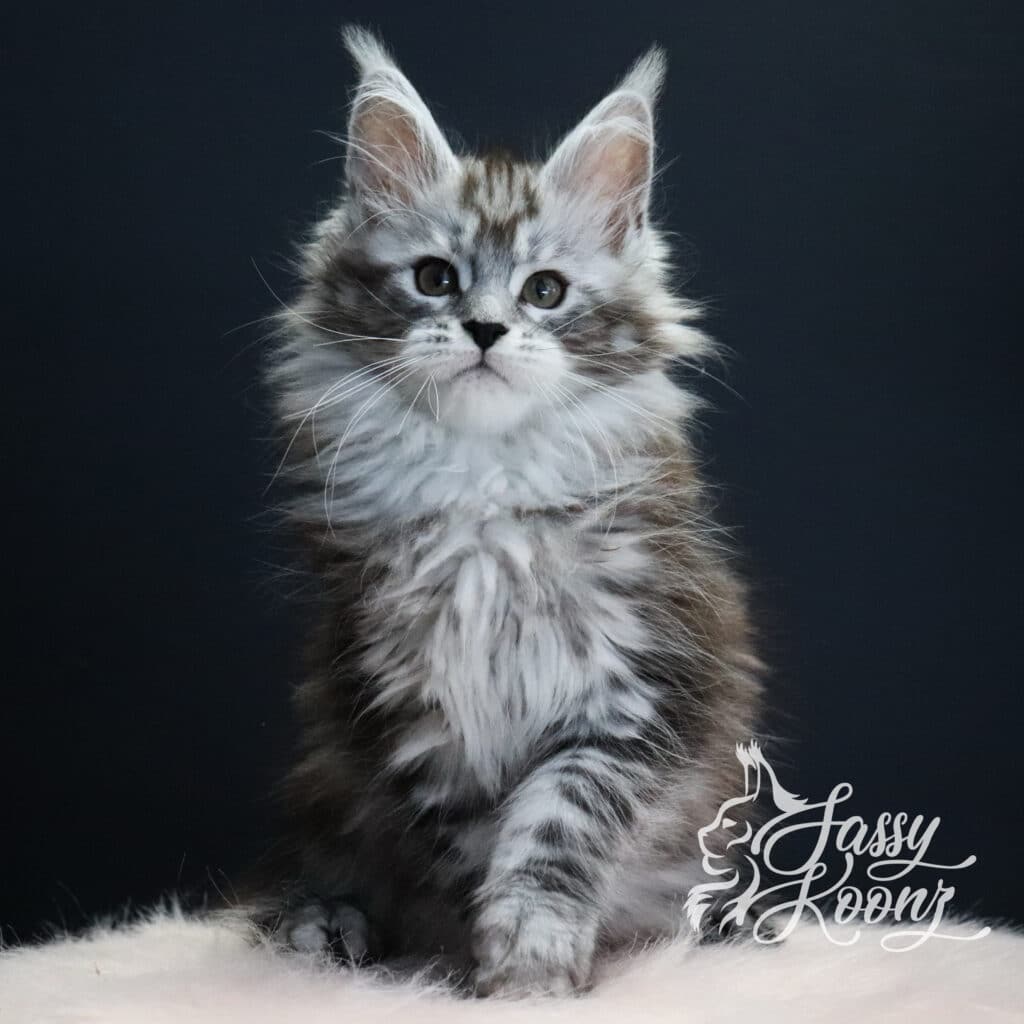 silver-girl-maine-coon-kitten-slay-11-weeks-old ⋆ Sassy Koonz Maine Coon Cattery silver girl maine coon kitten slay 11 weeks old