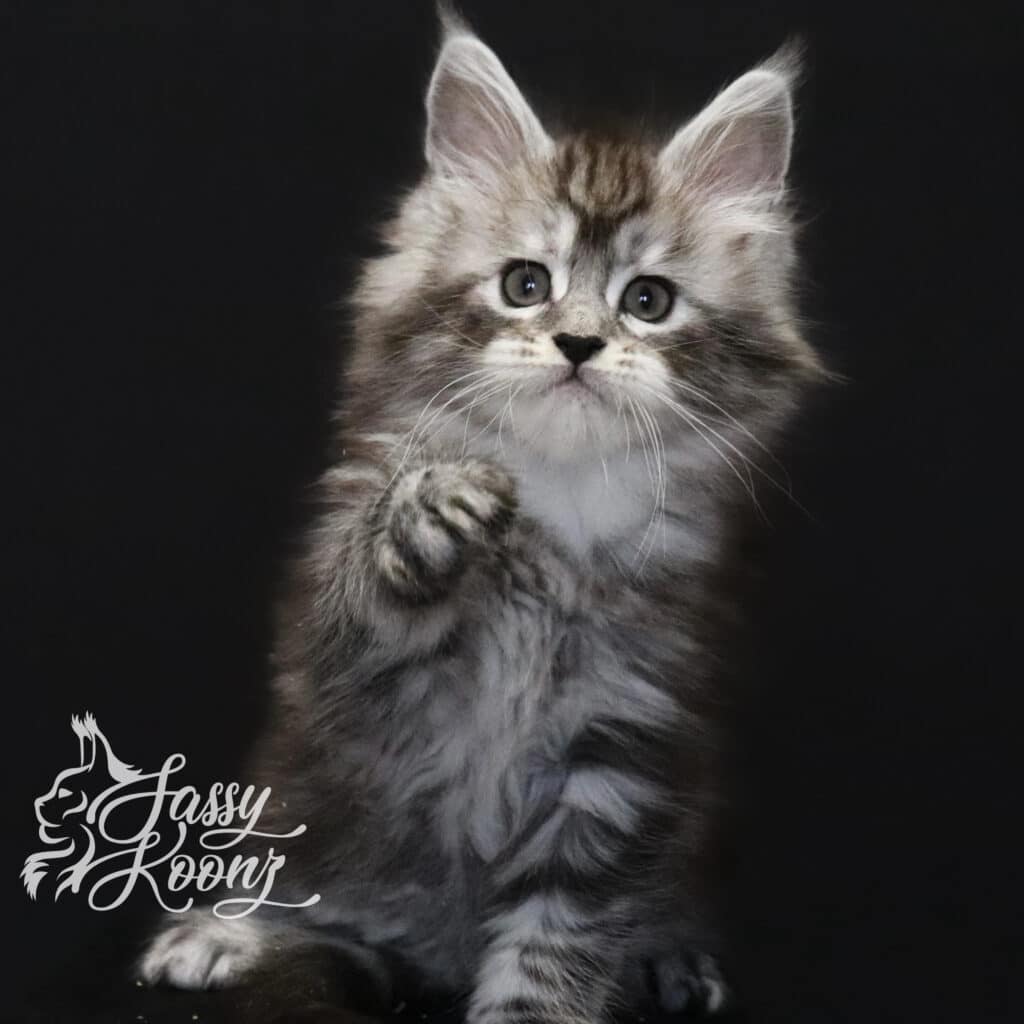 silver-maine-coon-kitten-slay-7weeks-old ⋆ Sassy Koonz Maine Coon Cattery silver maine coon ktiten slay 7 weeks old