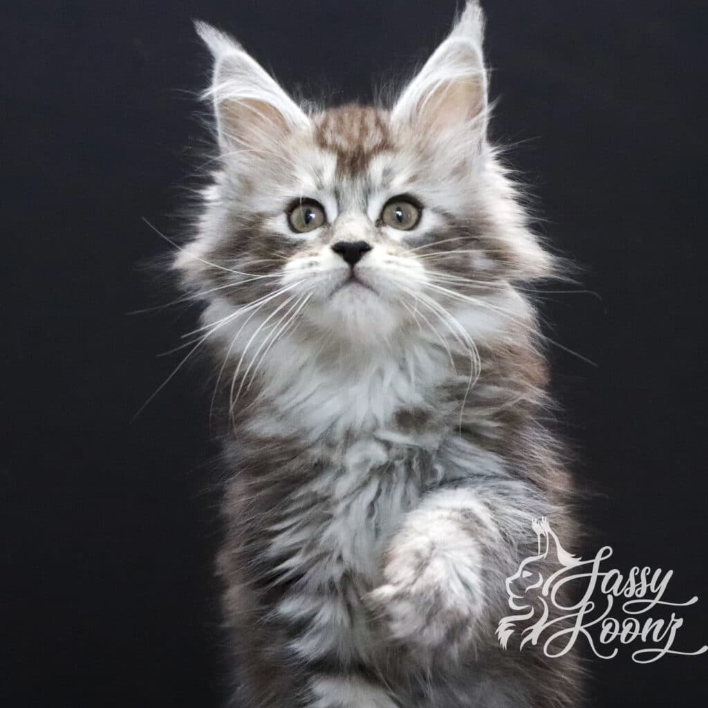 silver-maine-coon-slay-9-weeks-old ⋆ Sassy Koonz Maine Coon Cattery silver maine coon slay 9 weeks old