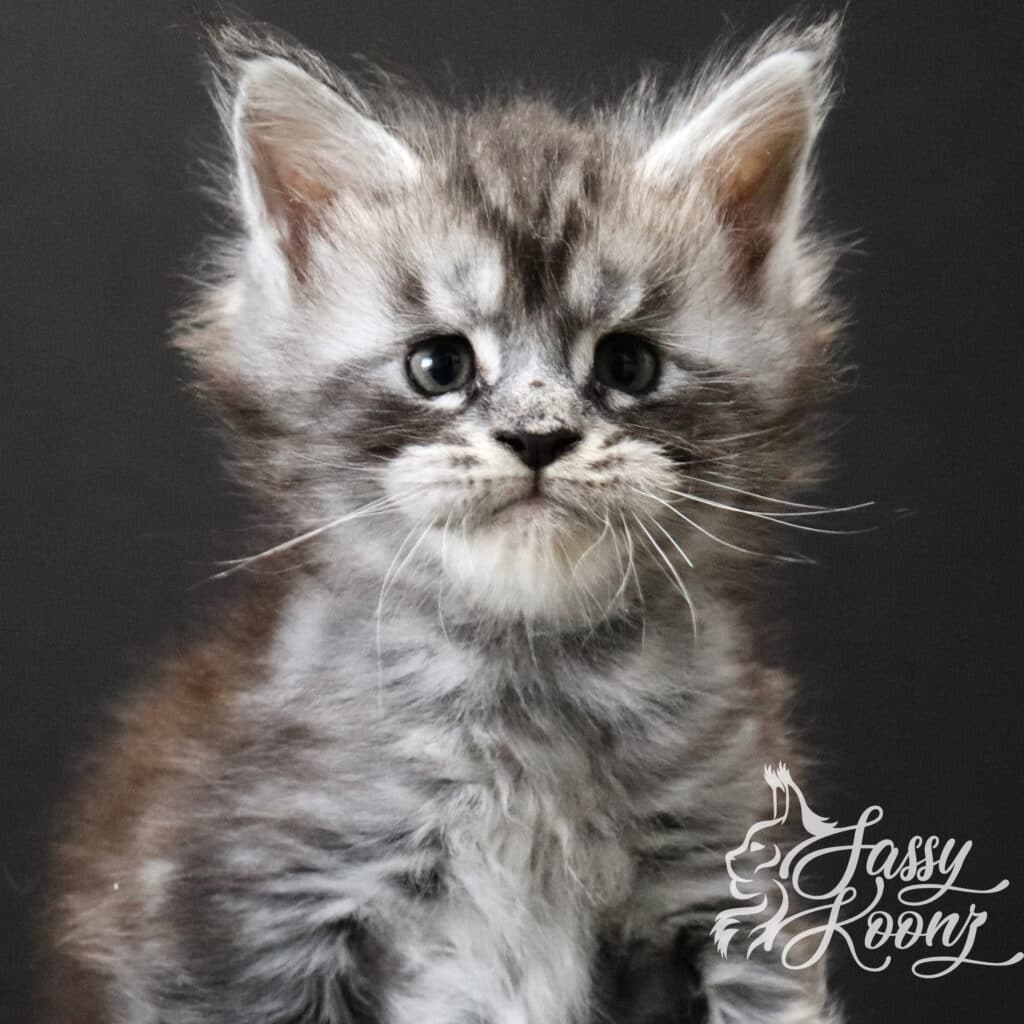 spencer-maine-coon-boy-kitten-5-weeks ⋆ Sassy Koonz Maine Coon Cattery maine-coon-boy-kitten-spencer-5-weeks