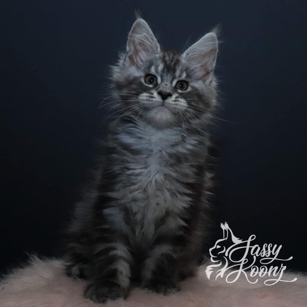 spencer-sassy-koonz-maine-coons-11-weeks ⋆ Sassy Koonz Maine Coon Cattery spencer sassy koonz maine coons 11 weeks old
