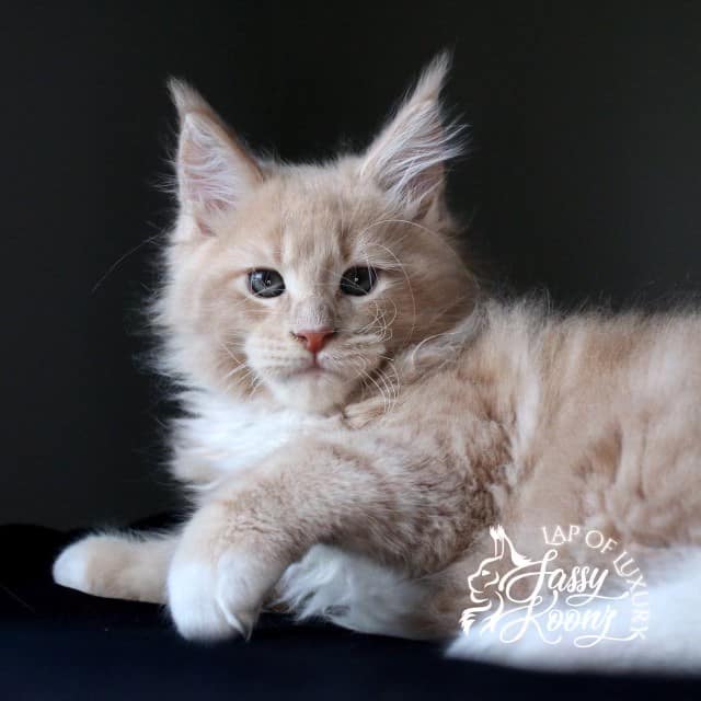 tantrum 9 weeks old cream maine coon kitten ⋆ Sassy Koonz Maine Coon Cattery tantrum 9 weeks old cream maine coon kitten