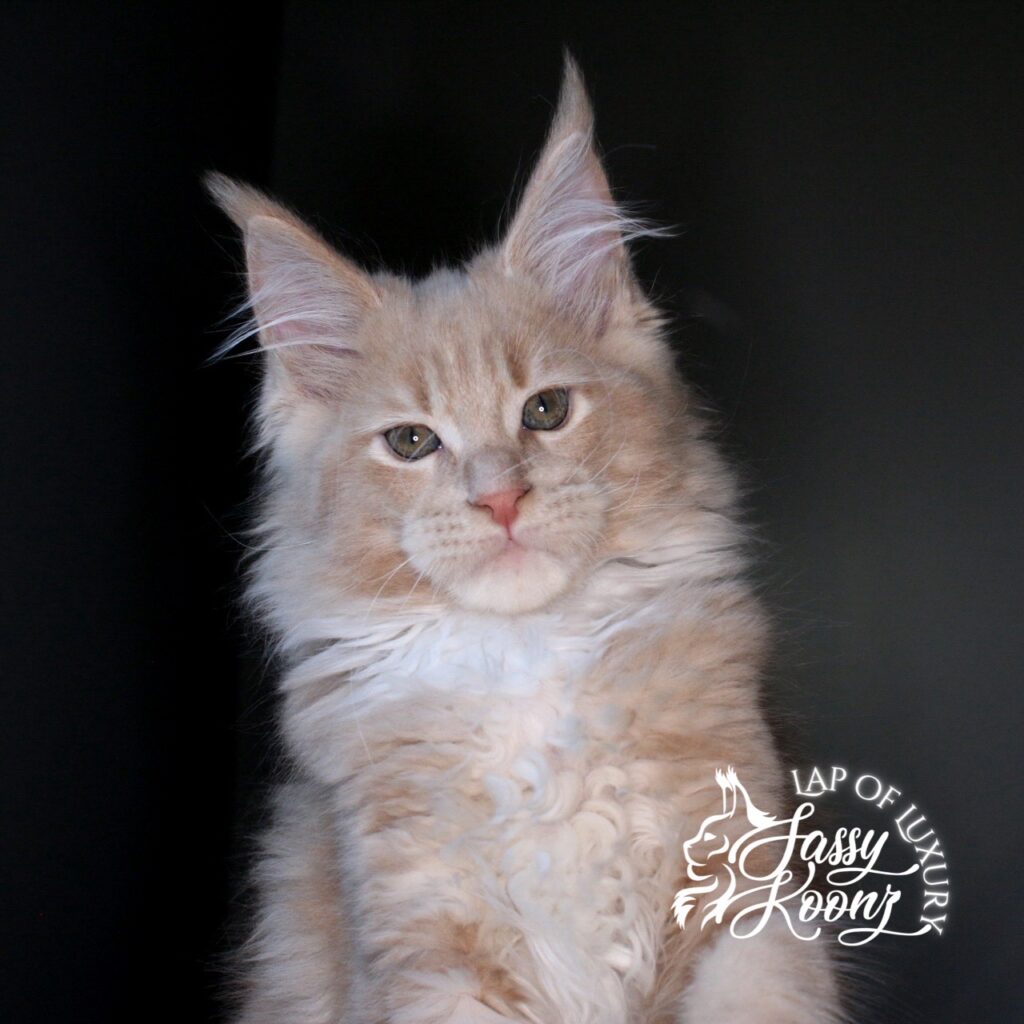 tantrum boy 11 week old maine coon kitten cream ⋆ Sassy Koonz Maine Coon Cattery tantrum boy 11 week old maine coon kitten cream