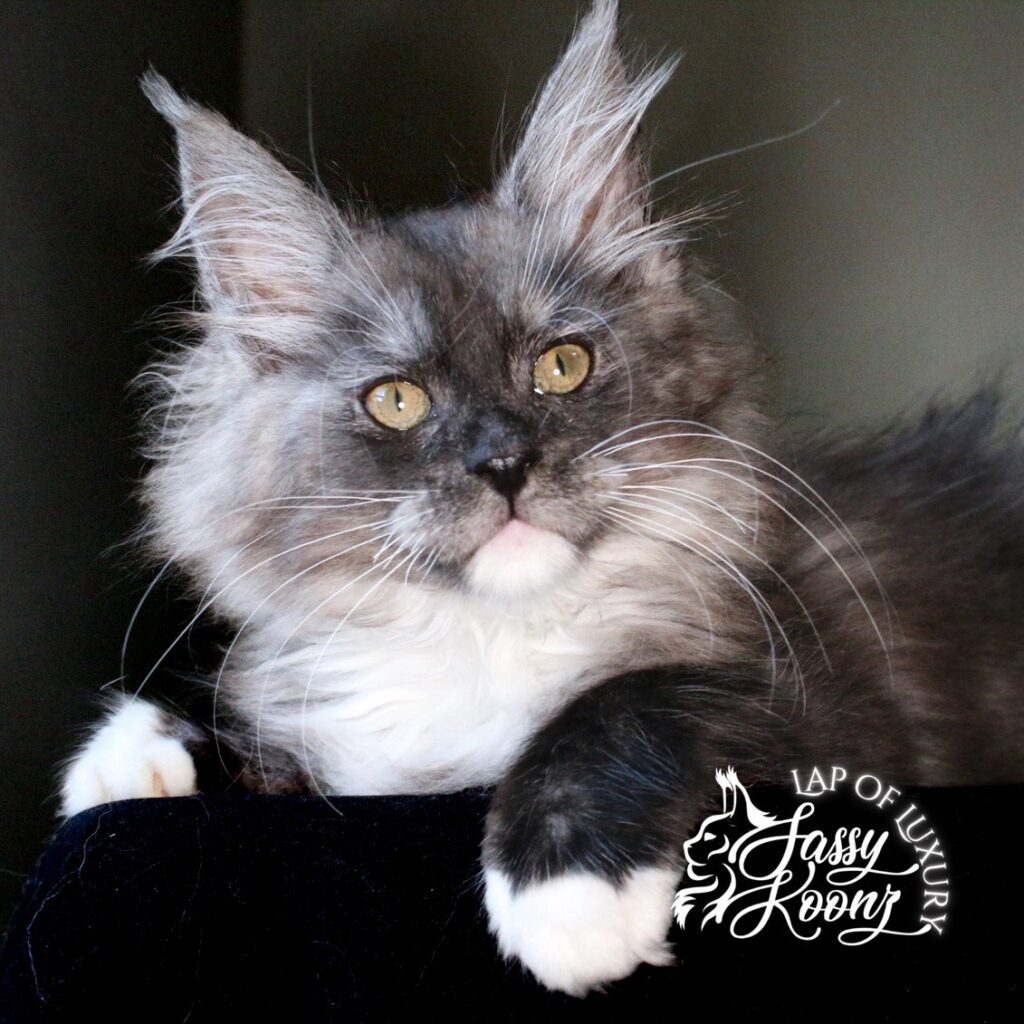 weedkiller 11 week old black smoke with white maine coon kitten ⋆ Sassy Koonz Maine Coon Cattery 11 Weeks Old