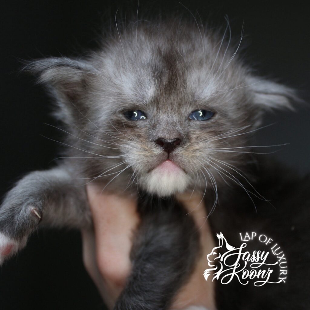 weedkiller 3 week old black smoke maine coon kitten ⋆ Sassy Koonz Maine Coon Cattery weedkiller 3 week old black smoke maine coon kitten