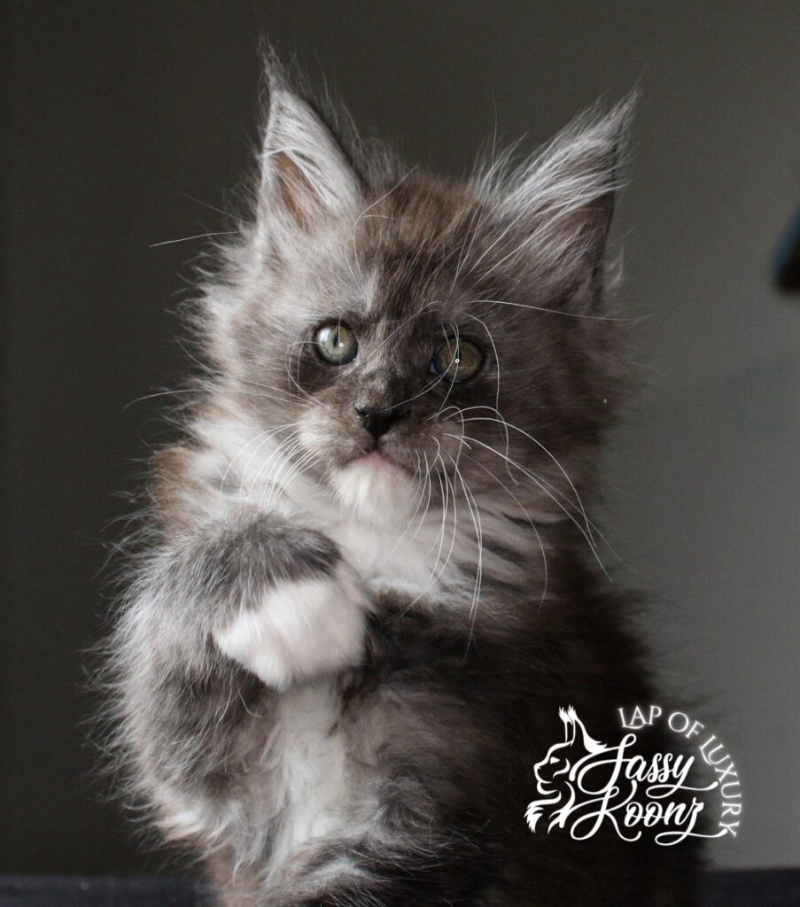 weedkiller 7 weeks old black smoke with white maine coon kitten ⋆ Sassy Koonz Maine Coon Cattery weedkiller 7 weeks old black smoke with white maine coon kitten