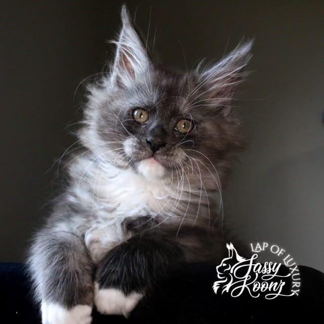 weedkiller 9 week old black smoke male maine coon ⋆ Sassy Koonz Maine Coon Cattery weedkiller 9 week old black smoke male maine coon