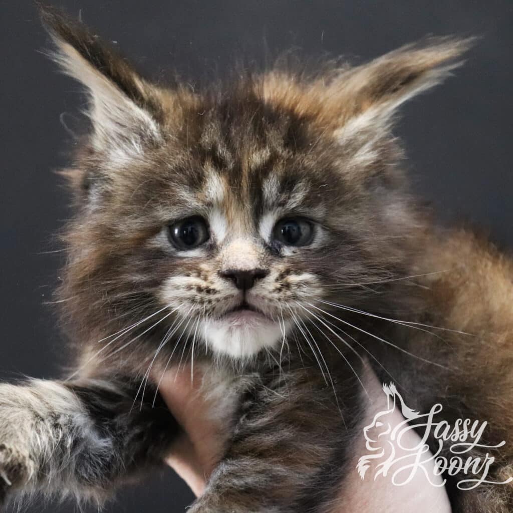 work-of-art-5-weeks-maine-coon ⋆ Sassy Koonz Maine Coon Cattery maine coon girl torbie a work of art 5 weeks old