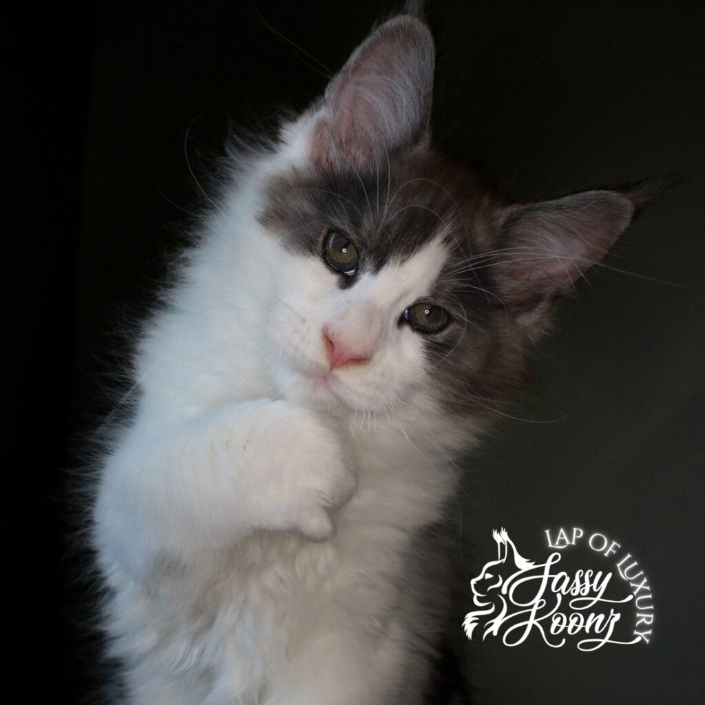 world eater black smoke and white 11 week old maine coon kitten ⋆ Sassy Koonz Maine Coon Cattery world eater black smoke and white 11 week old maine coon kitten