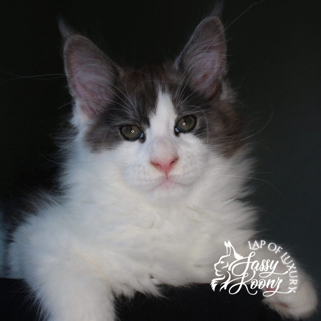 worldeater 11 weeks old black smoke and white maine coon kitten ⋆ Sassy Koonz Maine Coon Cattery worldeater 11 weeks old black smoke and white maine coon kitten