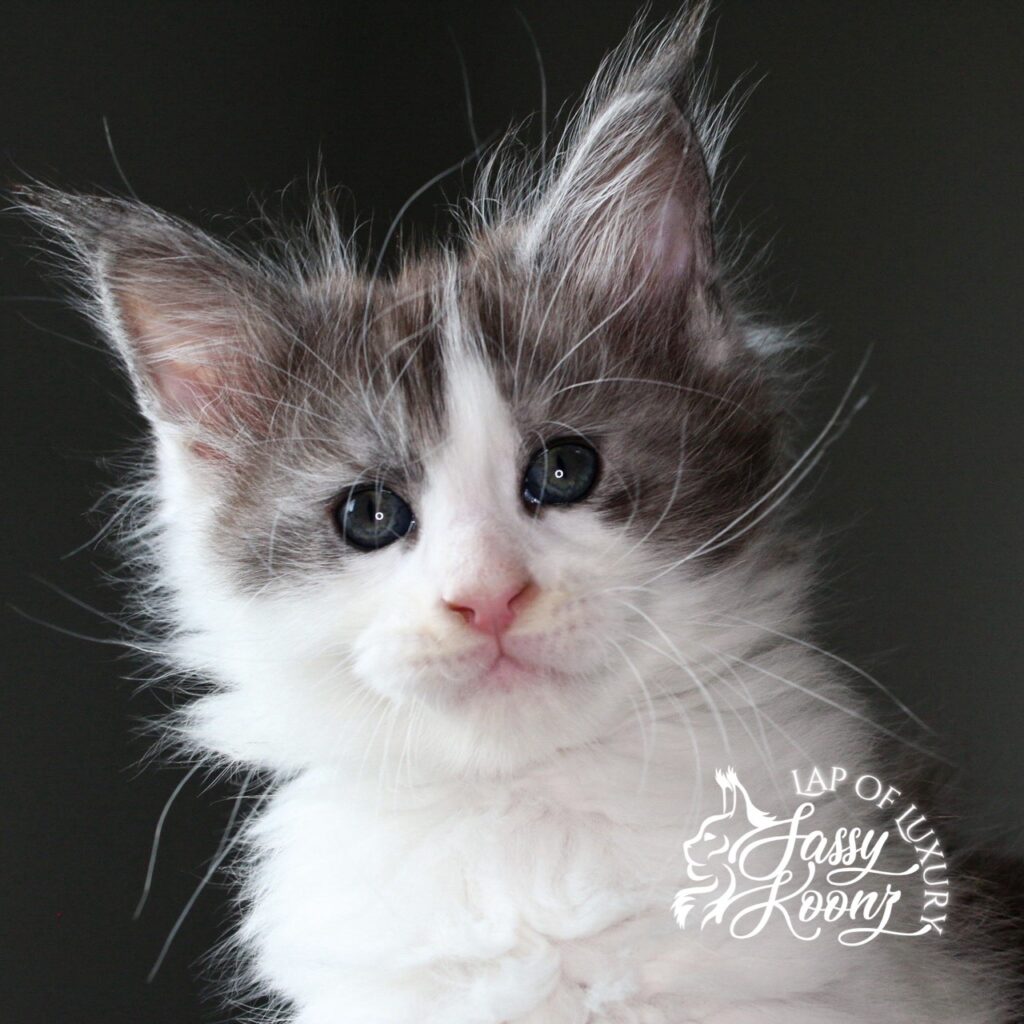 worldeater 7 weeks old black smoke and white maine coon kitten ⋆ Sassy Koonz Maine Coon Cattery worldeater 7 weeks old black smoke and white maine coon kitten
