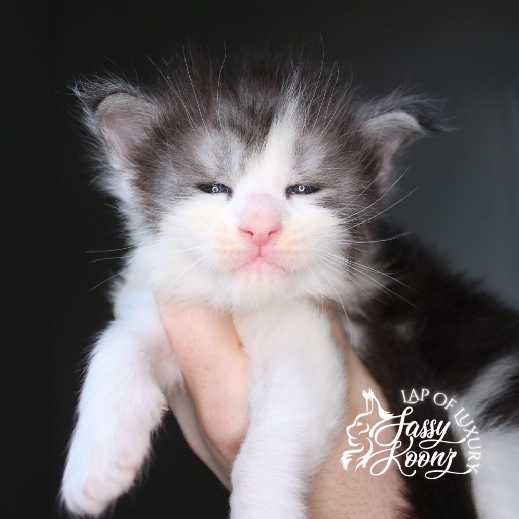 worldeater black smoke and white 3 week old maine coon kitten ⋆ Sassy Koonz Maine Coon Cattery worldeater black smoke and white 3 week old maine coon kitten