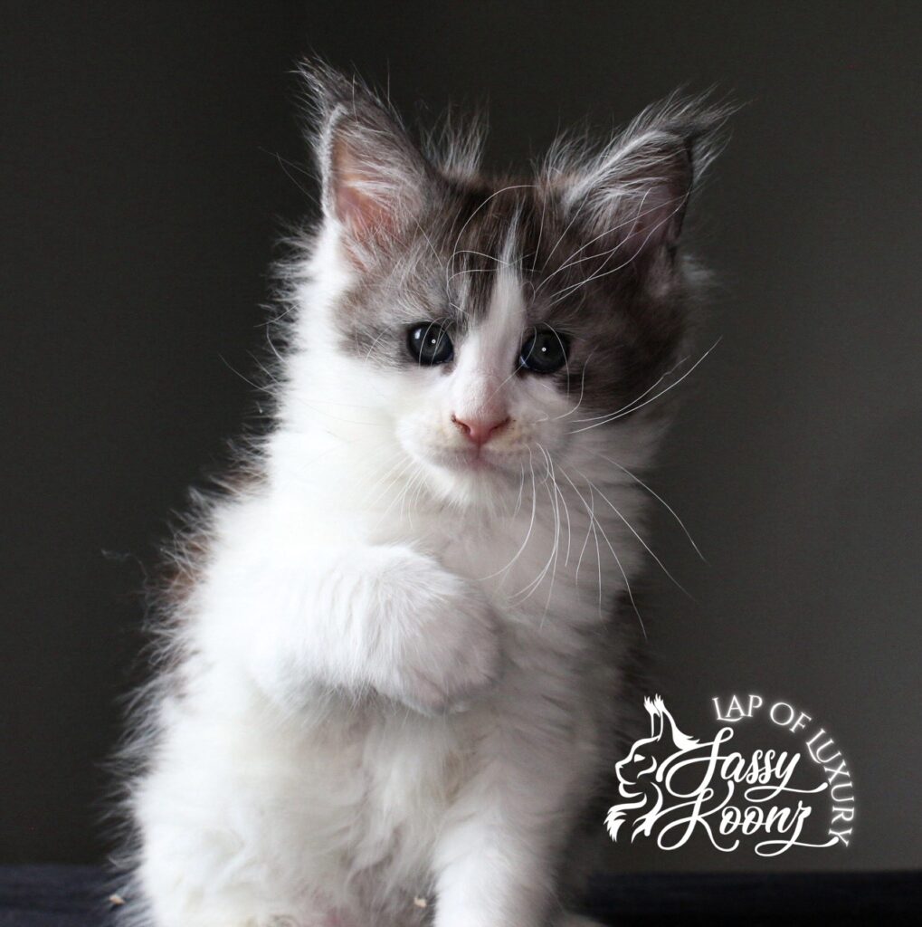 worldeater black smoke and white 7 week old maine coon ⋆ Sassy Koonz Maine Coon Cattery worldeater black smoke and white 7 week old maine coon